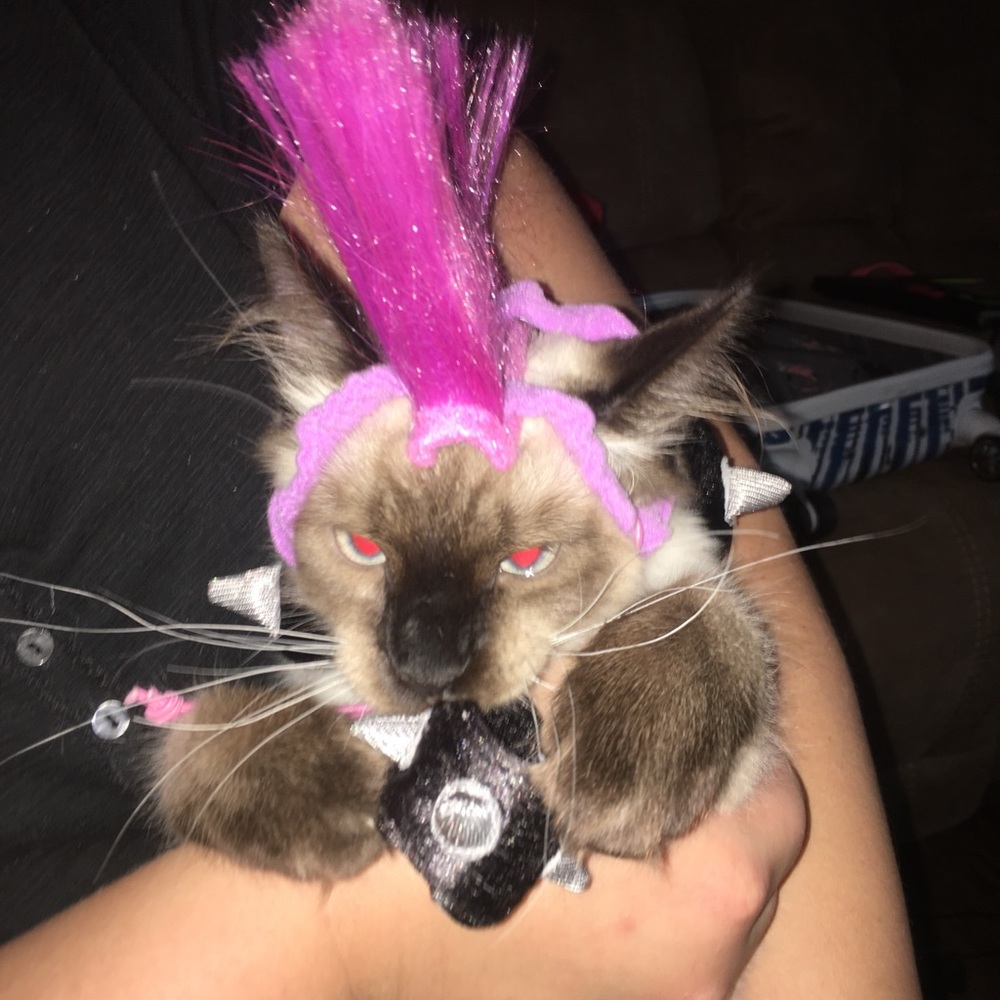 Small punk pet costume